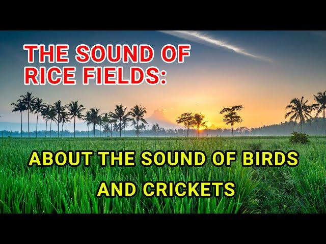 The Sound of Countryside Behind My Home: About The sound of Birds and Crickets