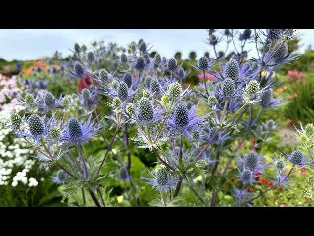 Eryngium 'Victory Blue' (sea holly) - FarmerGracy.co.uk