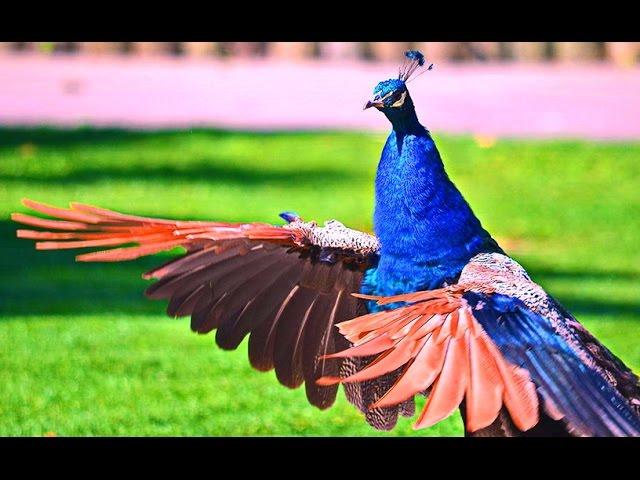 A wonderful world of birds. Peacocks