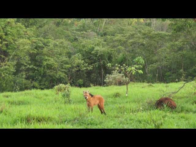 Lobo-guará  no cerrado brasileiro