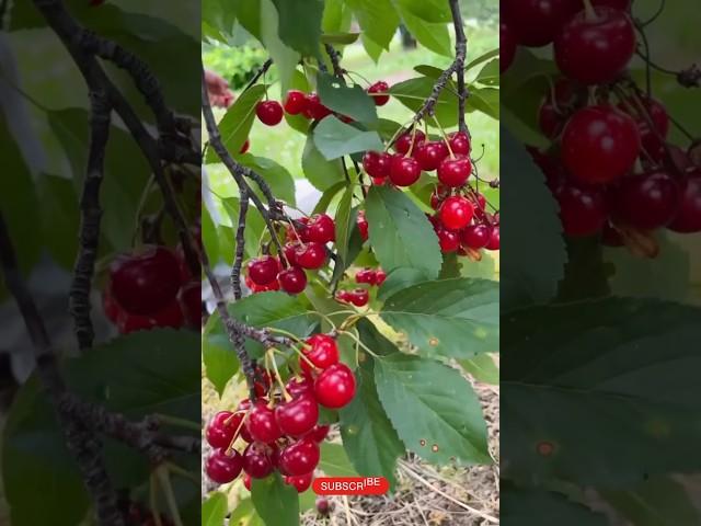 Buah Cherry/Cherry fruit/buah ceri/Cherry #fruit #viral #plant #shorts #trending #cherry #music