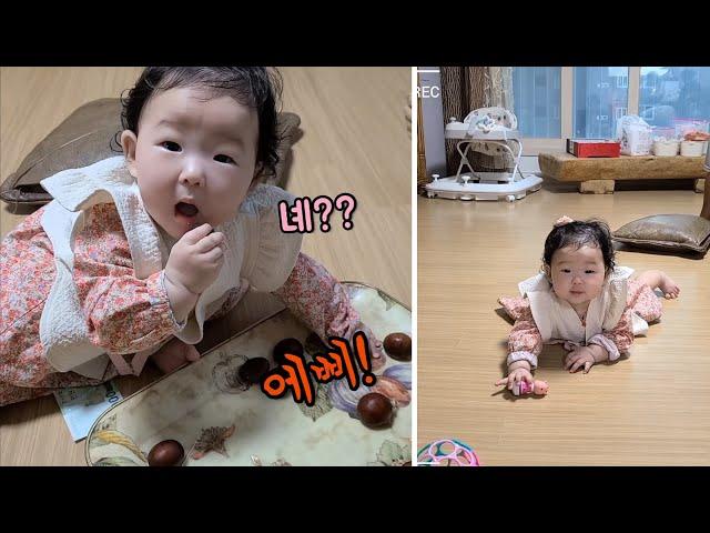 첫 추석날. 알밤 삼켜서 큰일날뻔... 첫 개인기 "이리와~" 부르면 기어와요 헤벌쭉