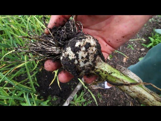 What an EPIC Garlic Harvest!