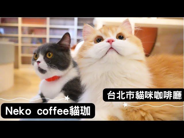 A Taiwan Cat Cafe where You Can read Comics!｜Neko coffee Zhongzheng District, Taipei City