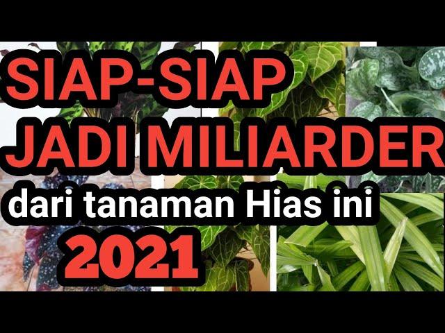 5 TANAMAN HIAS yang lagi trend 2021 | paling banyak di cari