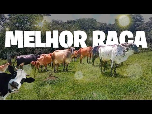 CRIANDO A MELHOR RAÇA DE GADO ! VEJA DE PERTO ️