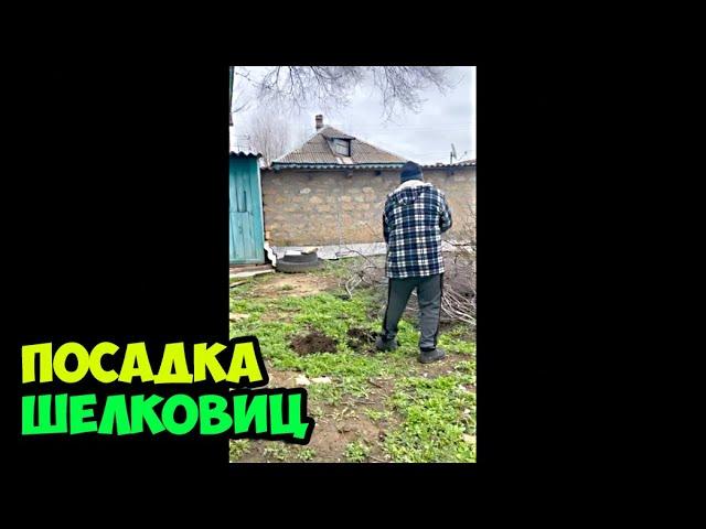 29.03.2025 Посадка саженцев шелковицы из Машевского сада во дворе моего дома в деревне