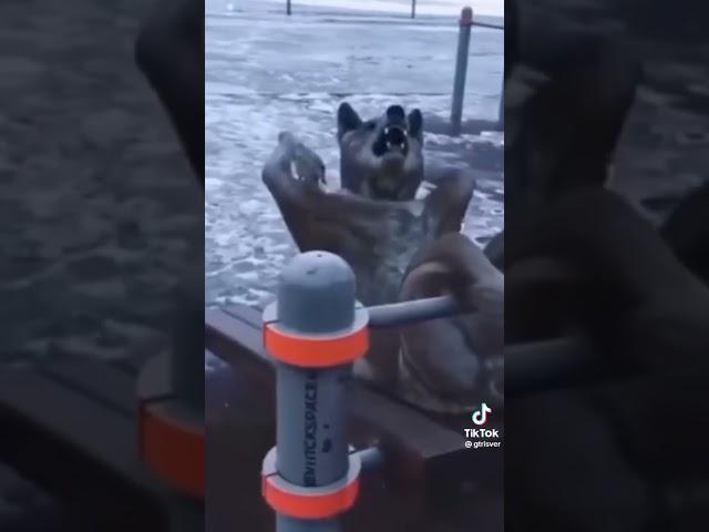 Волчара