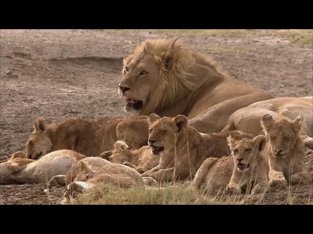 WILDLIFE DOKU  Stolze Löwen und ihre Gegner  AKTEDOKU HD