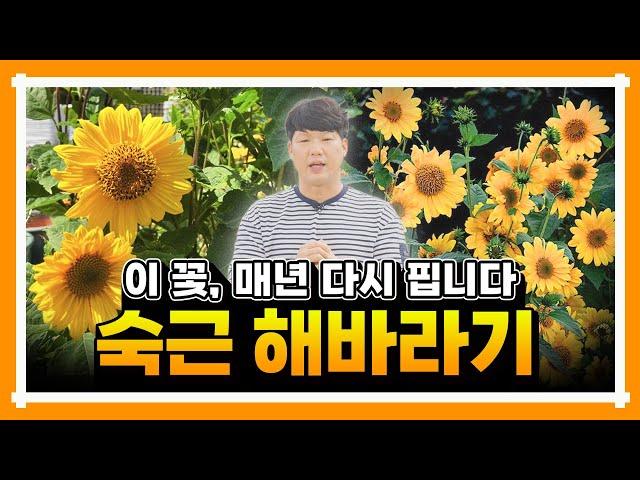 매년 다시 피는 유럽 숙근 해바라기 더케이야생화에서 만나보세요!