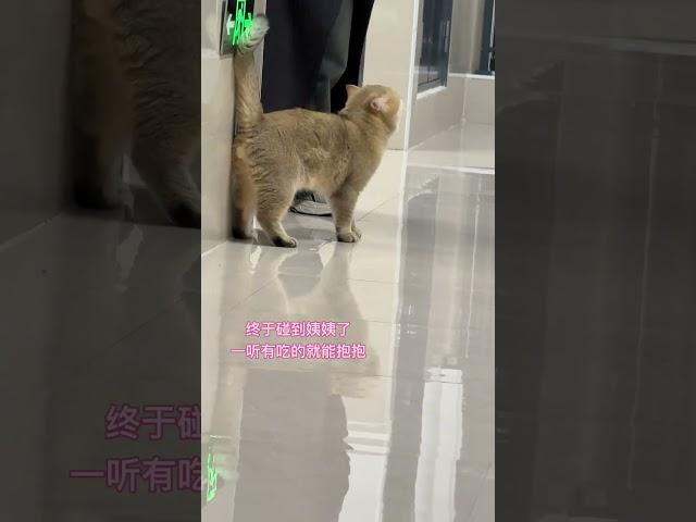 吃货nono上线 记录猫咪日常 我的大脸猫 胖猫猫 傻猫的日常 没有一口猫粮是白吃的