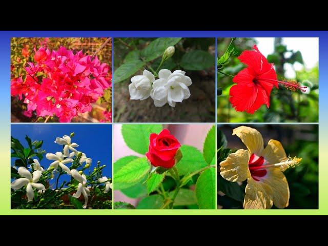 My flower Garden overview 2021 | Boss Betty Blogger | today's flowers in my garden | today's blooms