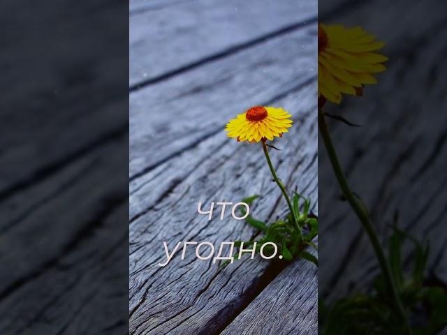  Слова до Мурашек. Глубокий смысл.  Слова со смыслом. Мудрость жизни. #shorts