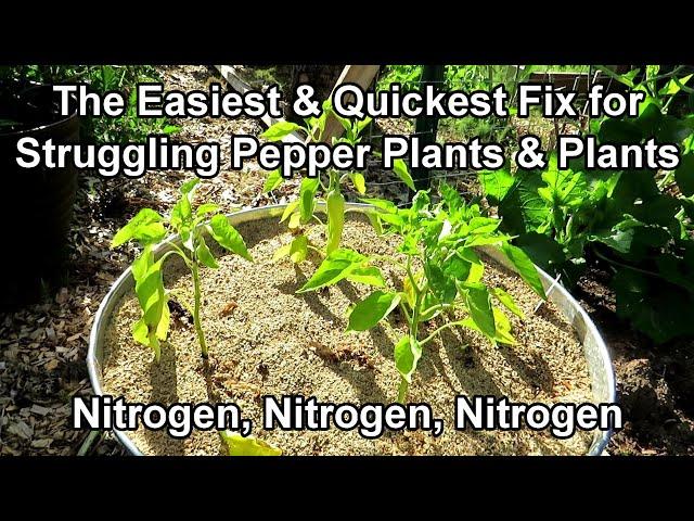 How to Fix Pepper Plants that are Weak, Yellow, Struggling: Water Soluble Nitrogen Works Every Time!