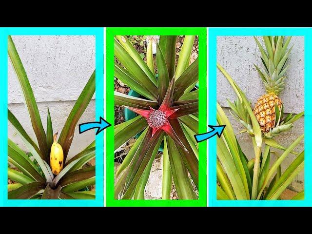 How to make any PINEAPPLE plant FLOWER without chemicals | New method