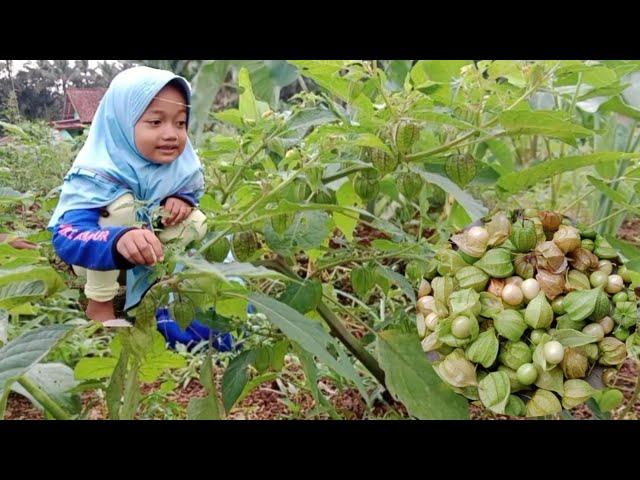 Asyik Ngabuburit, Azzah Malah Panen Buah Ciplukan Dadakan - Rahman Azzah