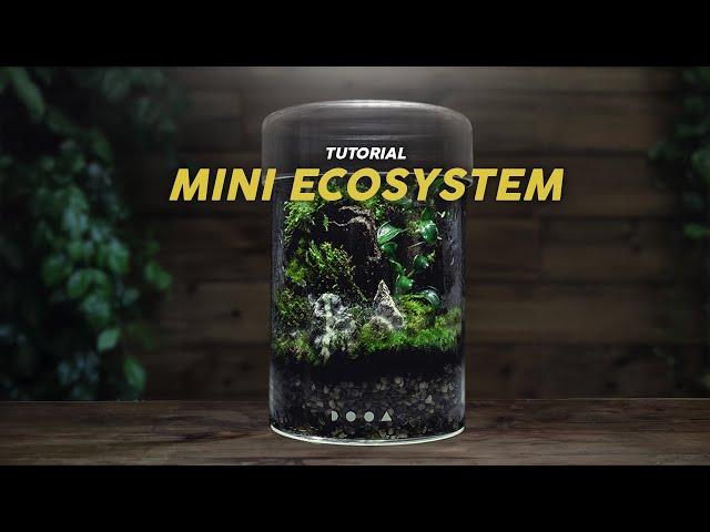 EASY Mini Terrarium Build - a DOOA MARU Pot Tutorial