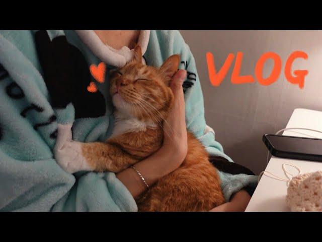 vlog) 마찌 덕분에 따뜻한 겨울 보내는 집사 브이로그️‍ 평생 애기로 살고있는 고양이 뜨개질로 휴지케이스 만들기