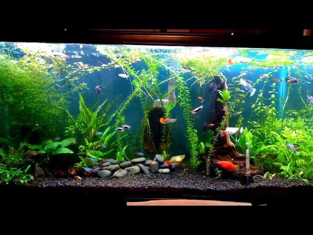 30 Gallon Planted Livebearer Community Tank