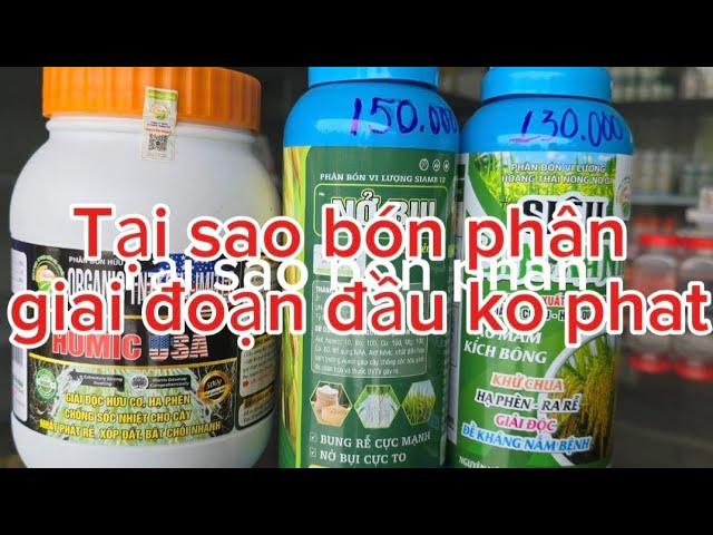 Cách bón phân giai đoạn đầu vụ, cho lúa phát, nở bụi trong nắng nóng  #nguyễnngào