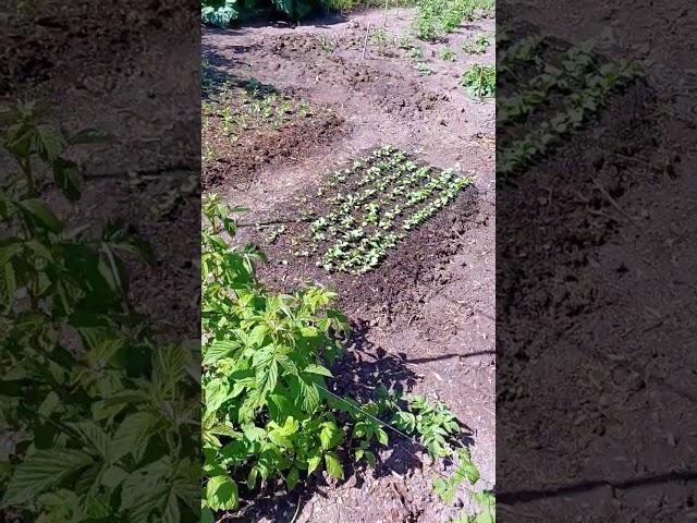 Дача в Германии, новости с дачи, обзорчик огорода #дача #обзордачи #сад