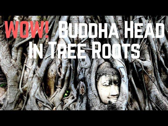 Buddha Head in Tree Roots Temple - Wat Maha That Temple