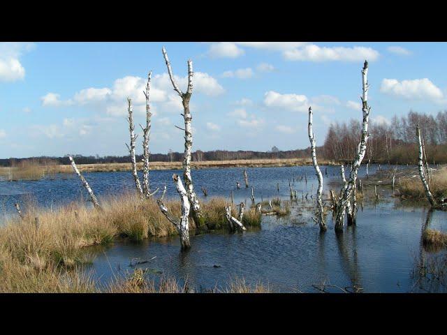 Spaziergang im Nettelstedter Moor