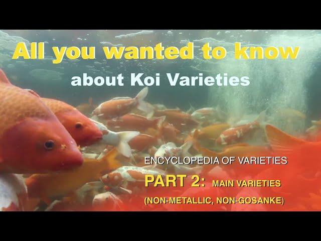 Koi Variety Encyclopedia - Part 2: Main Varieties (non-metallic, non-gosanke)