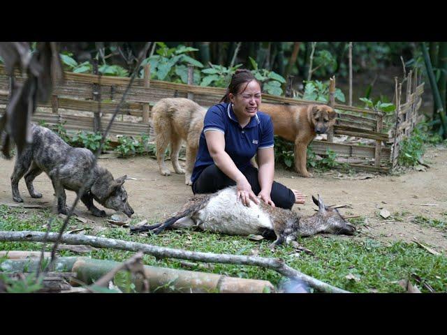 The Dogs Attacked My Goat - Process Making Smoked Goat Meat | Lý Thị Ca