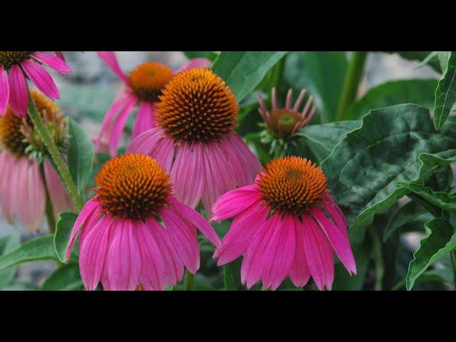 10 Drought tolerant plants for Zones 9,10 &11