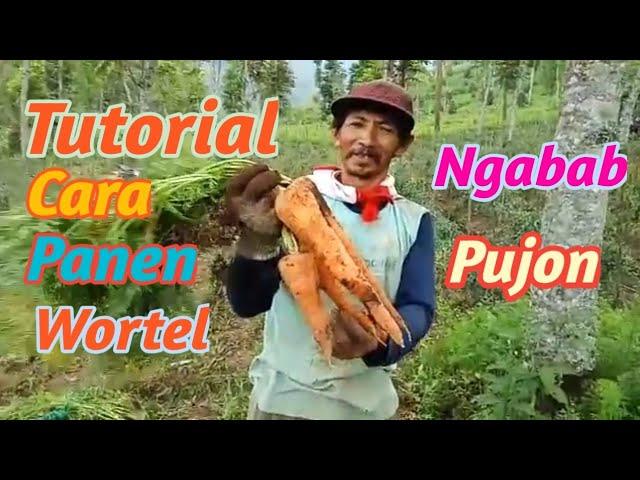 CARA PANEN WORTEL LAHAN PERTANIAN NGABAB PUJON || Condro Wasito Channel