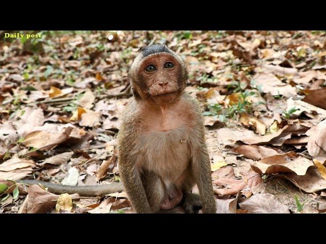 Hungry little monkeys try to convince for fruits, poor hungry baby monkeys beg for feeding