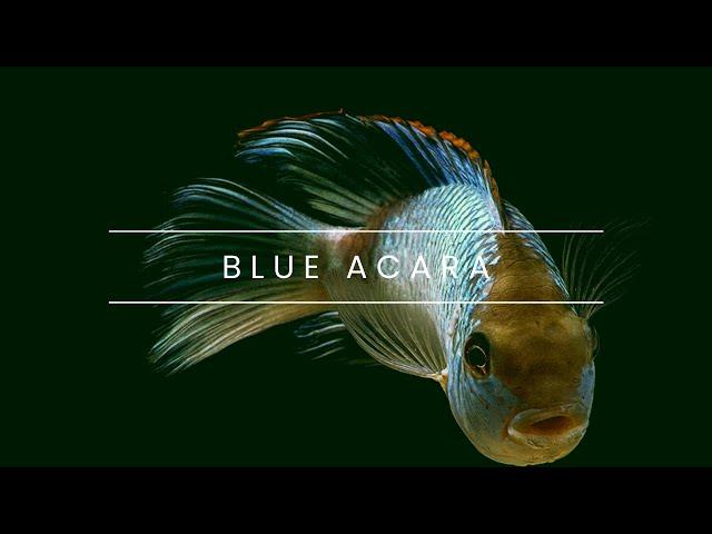 Fishy Spotlight: Electric Blue Acara