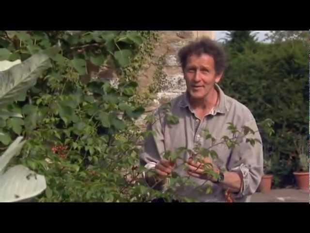 Monty Don Demonstrates How to do Hardwood Cuttings with Roses in the Autumn...