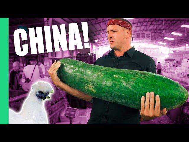 Guangzhou, China Market Food Tour + Eating the Mythical Silkie White Chicken