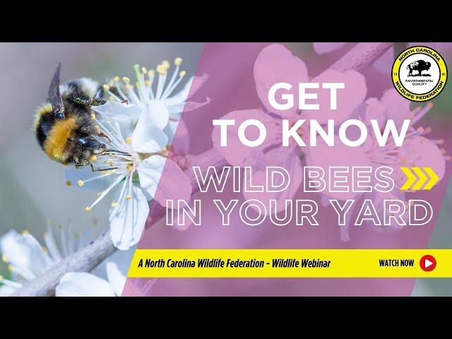 Get to Know the Wild Bees in Your Yard - North Carolina Wildlife Federation