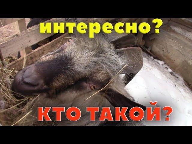 Про нового козла. Что за генетика? Зачем?