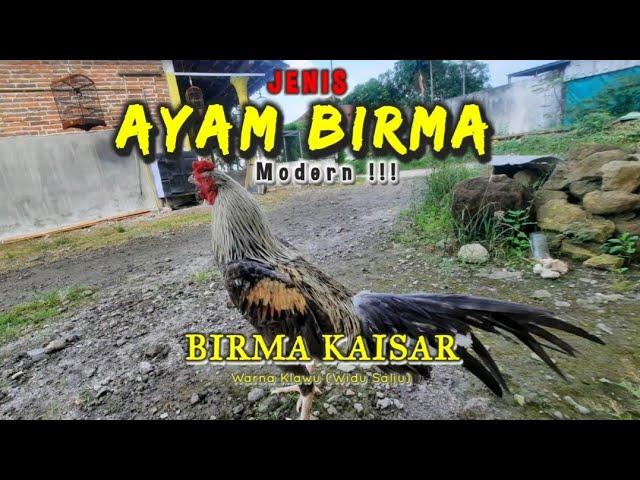 AYAM BIRMA Modern /// Ayam Birma Kaisar