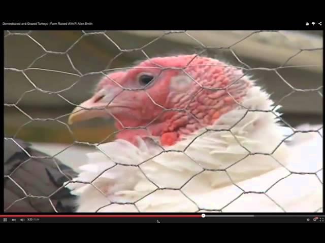 Gary Craig as Dr Psychovet calls turkey farm