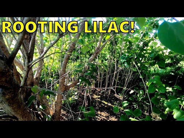 Propagating (Rooting) Common Lilac From Softwood Cuttings