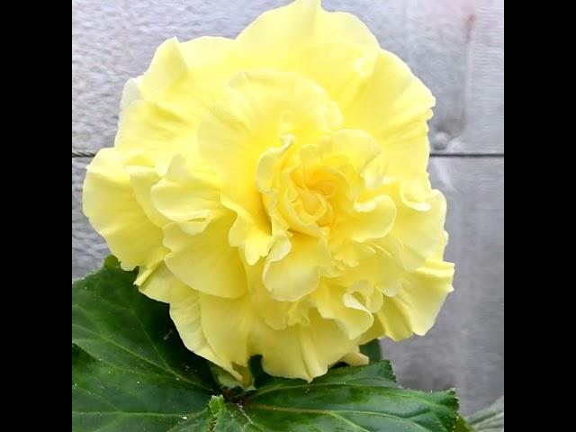 Клубневая бегония DS-Golden Dazzle  #begonia  #бегонии  #dimetris