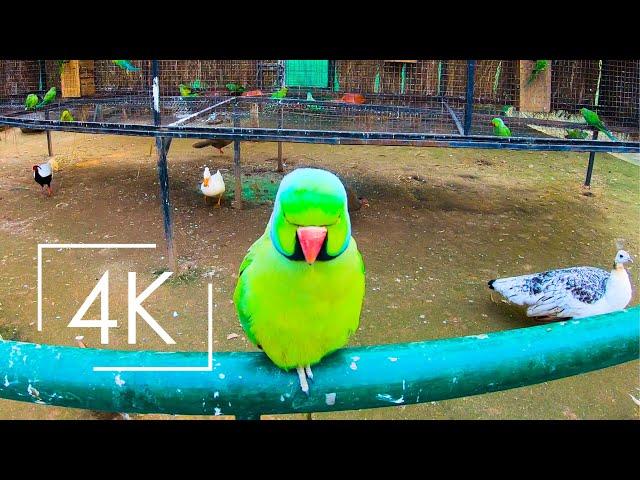 Pakistan's Largest Bird Park | Lake View Park Aviary | Islamabad | 4K Video Walk