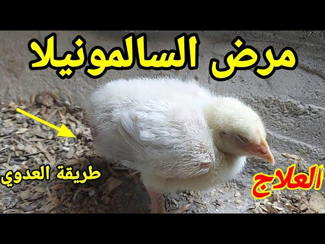 مرض السالمونيلا بيموت70%من الكتاكيت اسبابه وطريقة العلاج الصحيحه