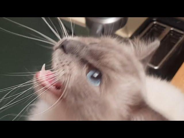 CUTE CATS MEOWING for 12 MINUTES