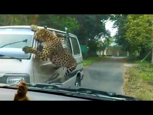 Encontros mais Loucos Entre Animais e Carros Capturados em Câmera