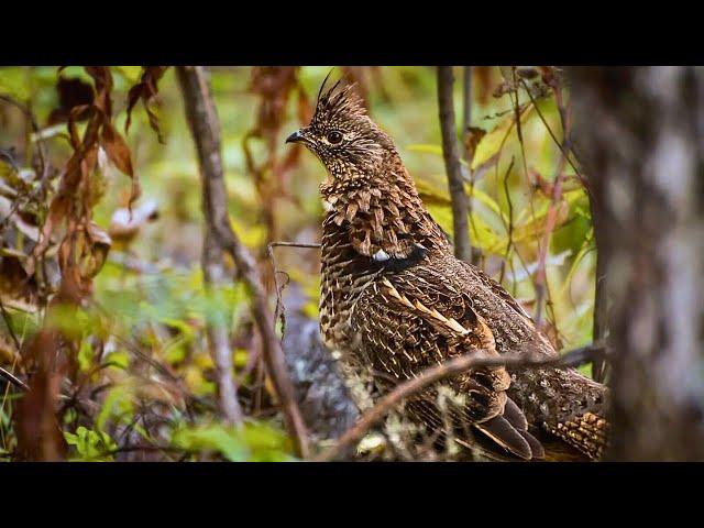 Early Season GROUSE Hunting in the North Maine Woods