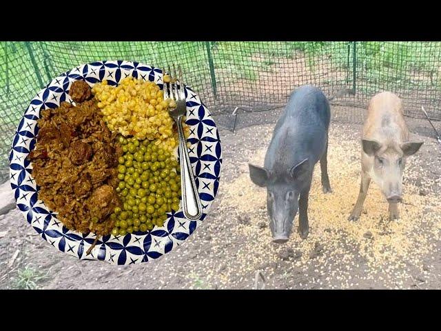 Trapping Pigs With The Pig Brig Trap (Catch*Cook) Wild Pork Jambalaya, Sweet Corn & Peas