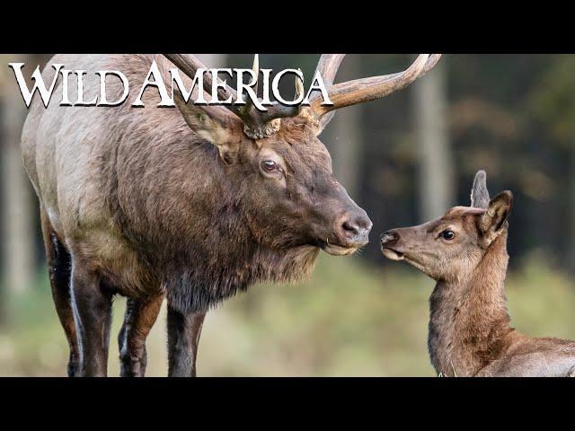 Wild America | S3 E10 Valley of the Elk | Full Episode HD