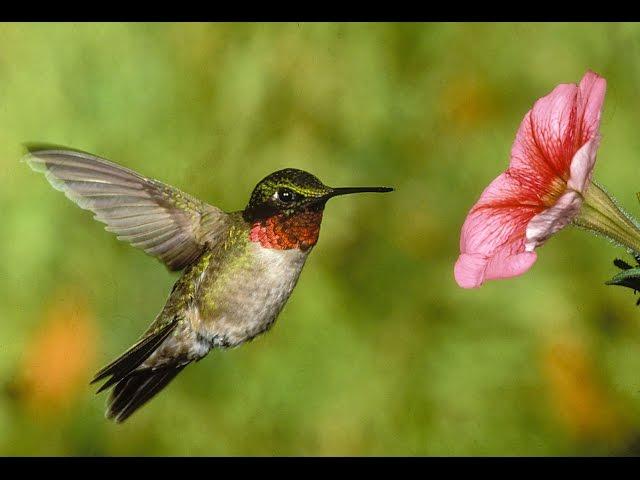 Why I Love Birding!  Bird diversity of the NE USA