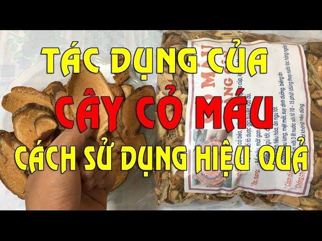 Cây cỏ máu có tăng cân không ? | Tác dụng của cây cỏ máu